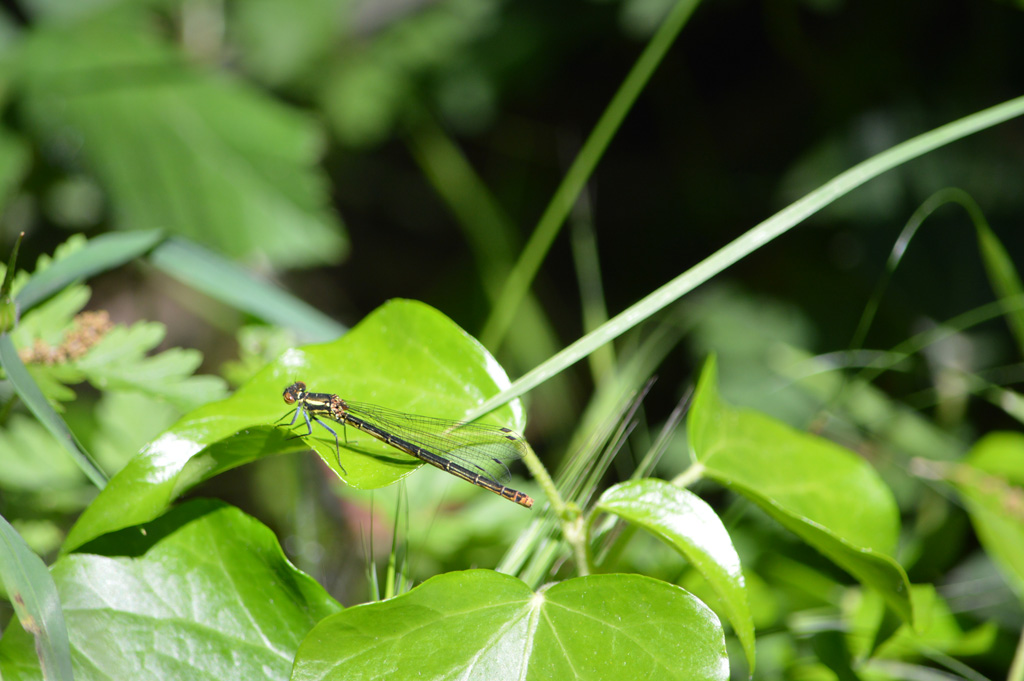 femmina di Coenagrionidae:  Pyrrhosoma nymphula